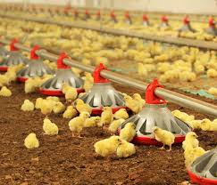 Producción de pollo de engorde