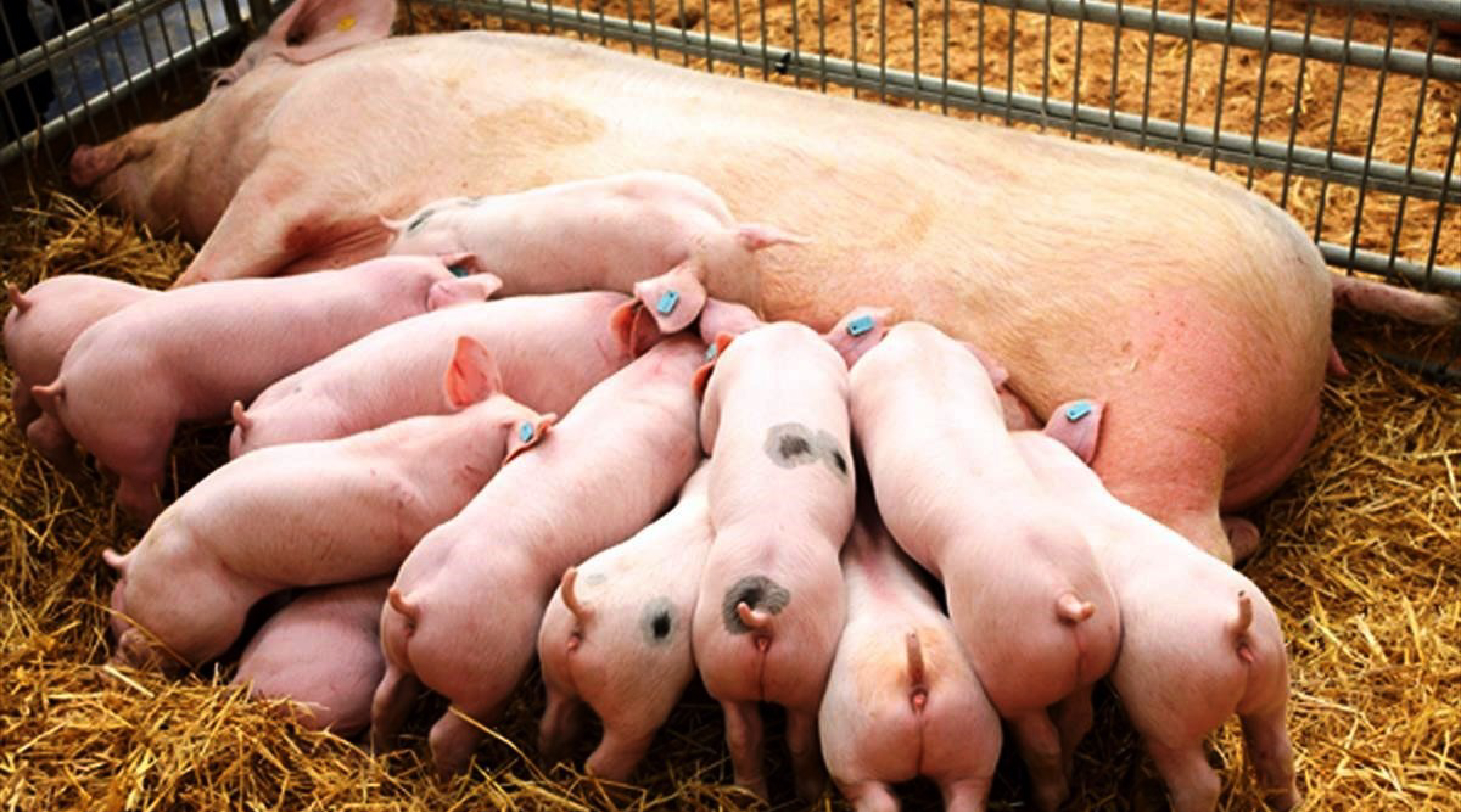 Producción de cerdo para carne